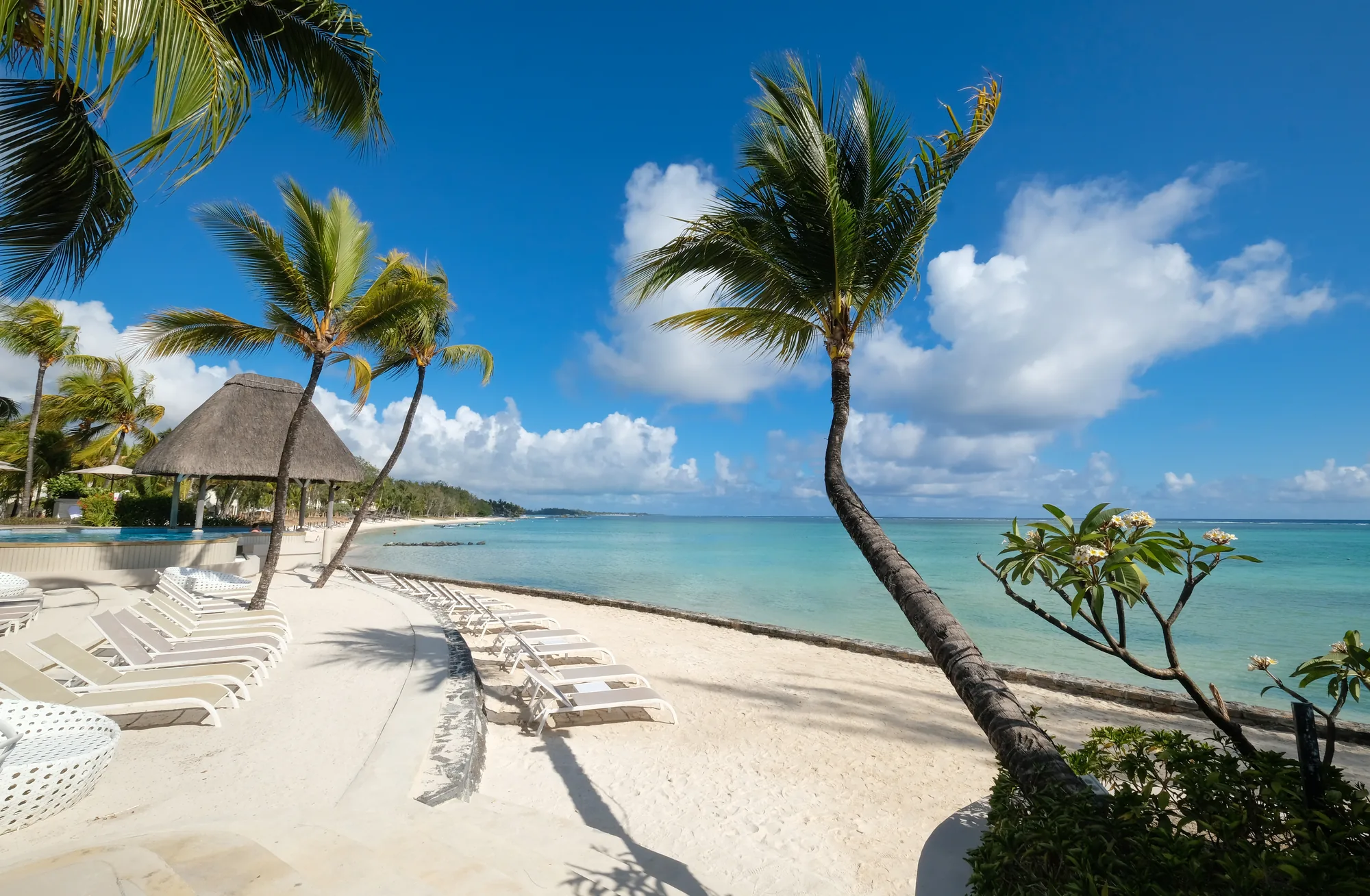 Sun loungers on a curving white beach under leaning palm trees