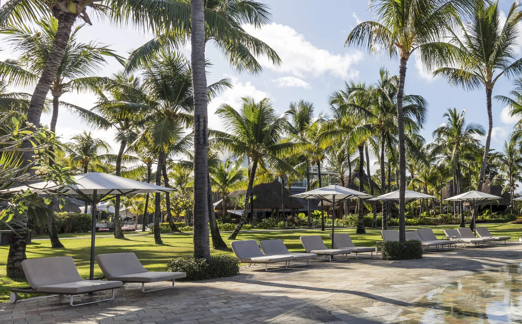Sun loungers and parasols on lawns beneath tall palms