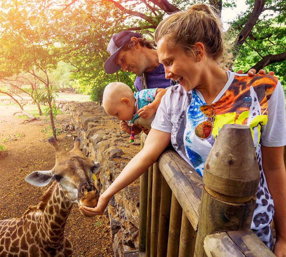 A family feeding a giraffe from a wooden platform