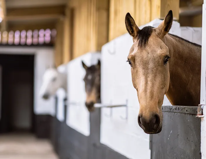 Three horses peeking their heads out of stable windows in a row, with the closest horse in sharp focus.