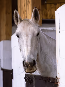 Close-up of a white horse looking out from a stable door.