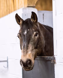 Brown horse with a white star on its forehead peeking over a stable door.