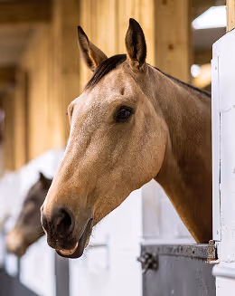 Close-up of a light brown horse looking out from a stable door indoors.
