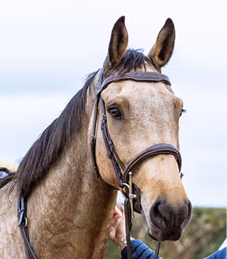 Close-up of a light brown horse wearing a bridle with a person’s hand holding the reins.