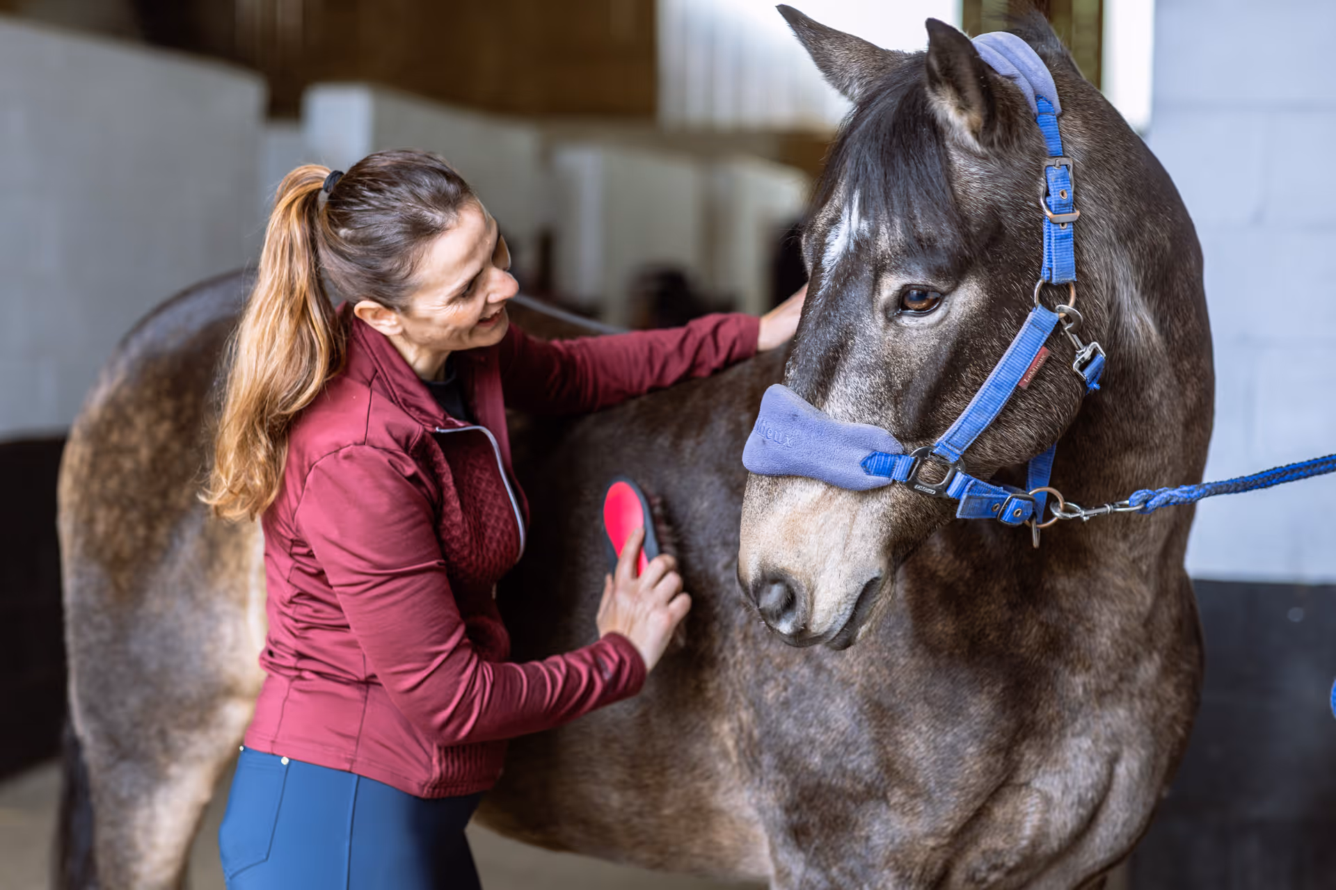 Woman grooming a dark horse wearing a blue halter inside a stable.