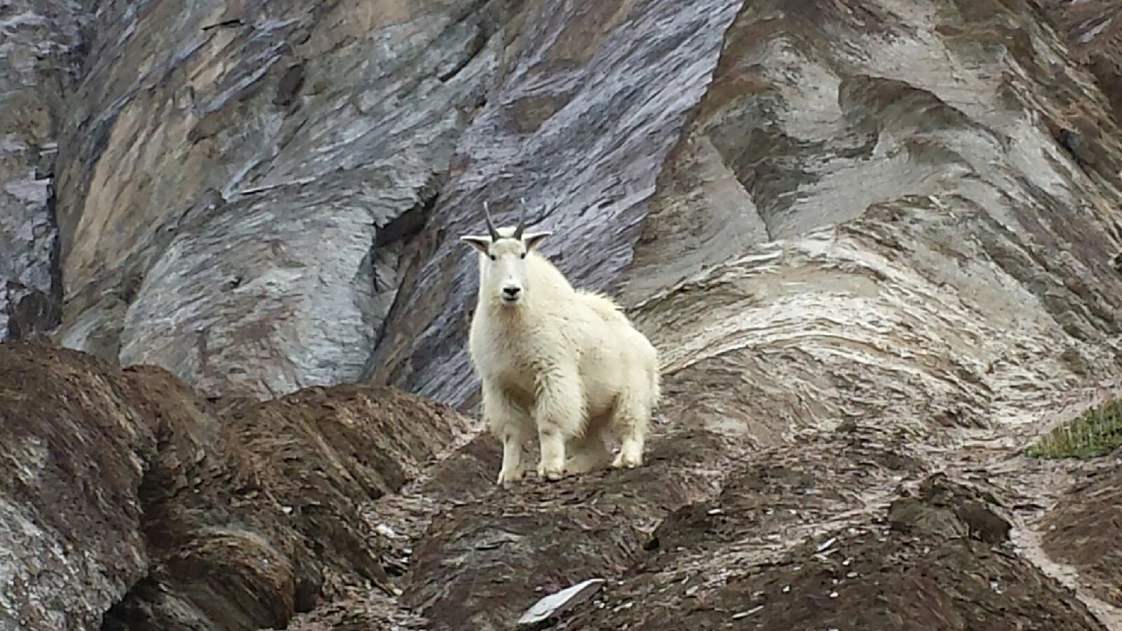 Mountain Goat Hunt