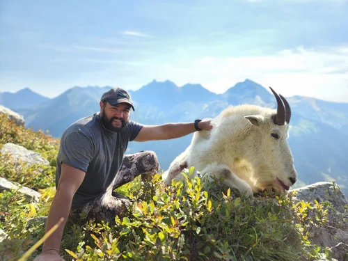 Mountain Goat