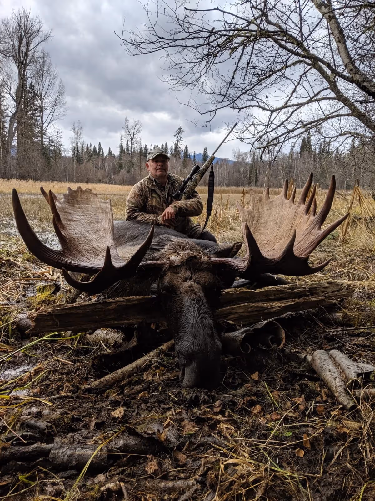 Moose