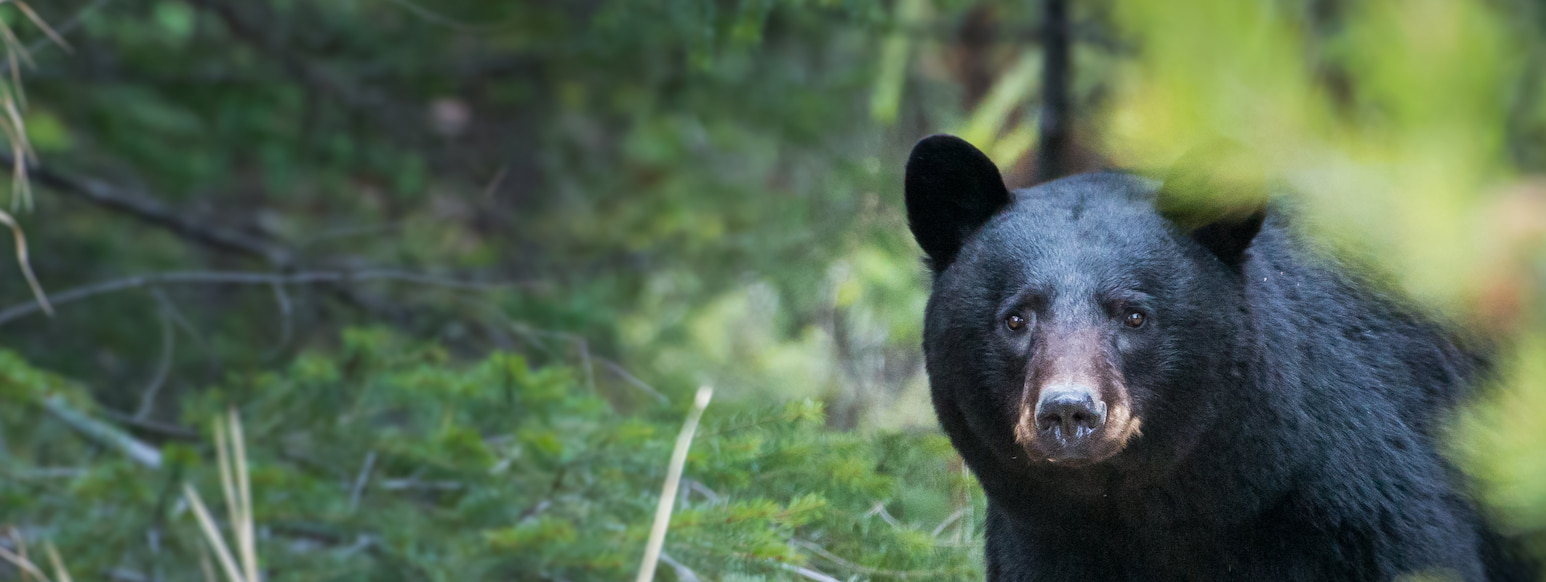Black Bear Hunts