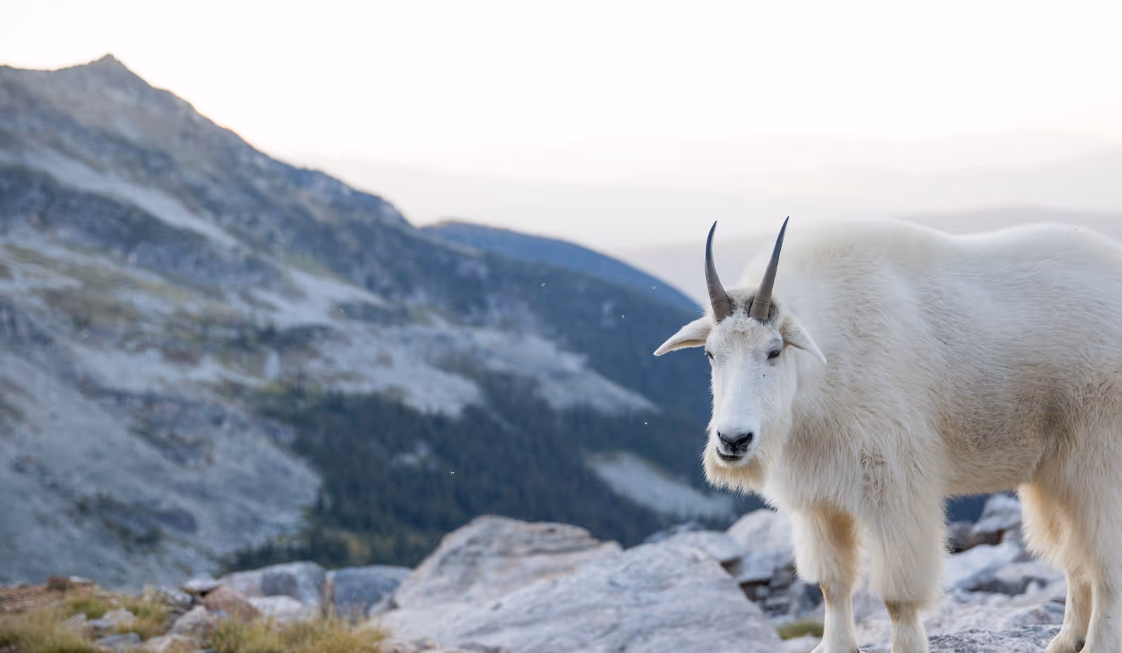 Mountain Goat Hunts
