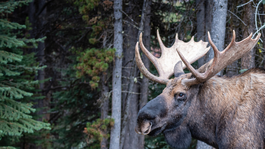 Moose Hunt