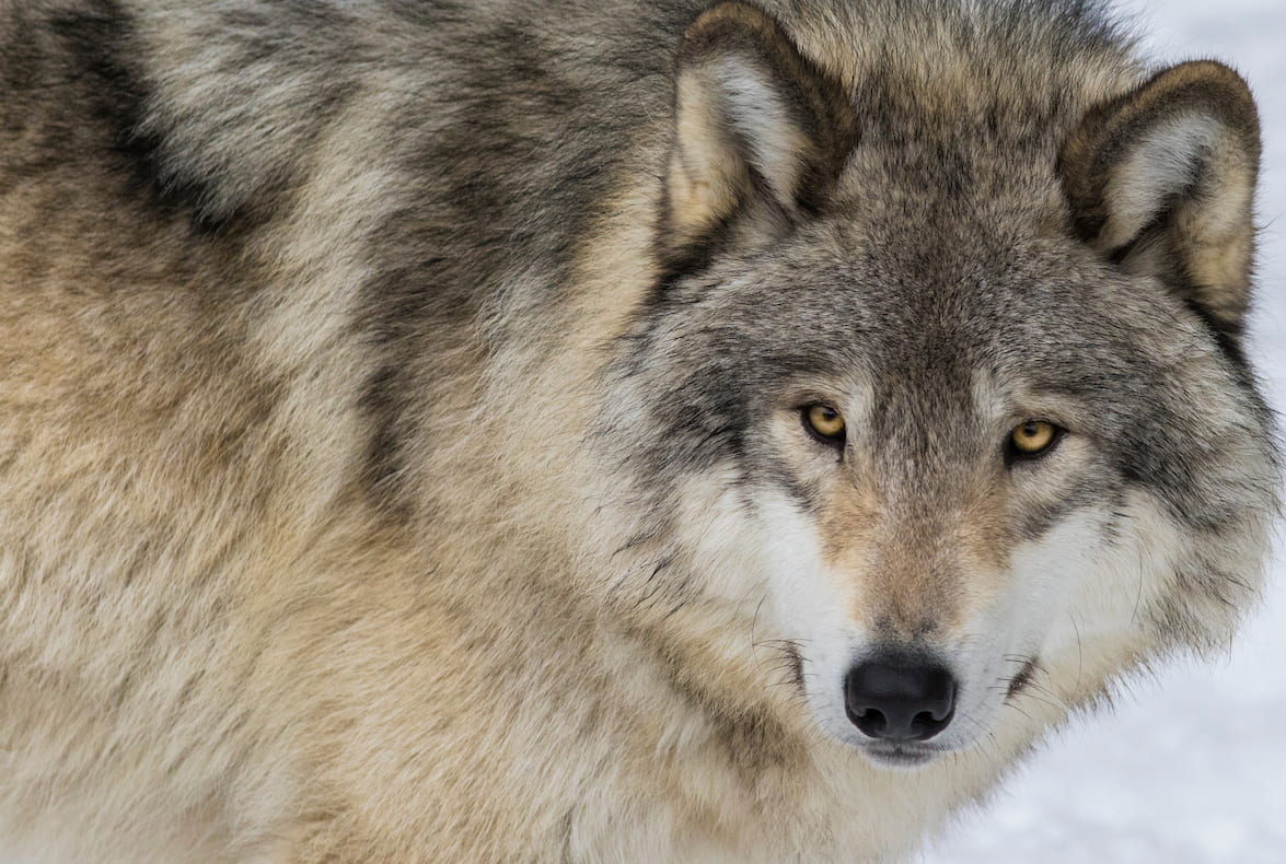 Wolf Hunts