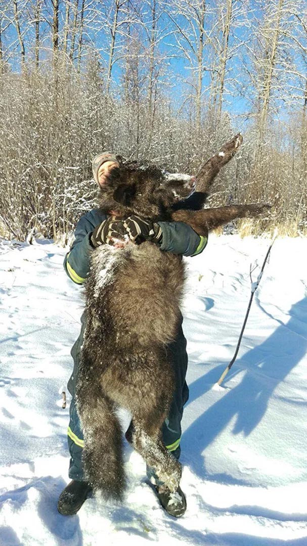 Grey Wolf Hunt