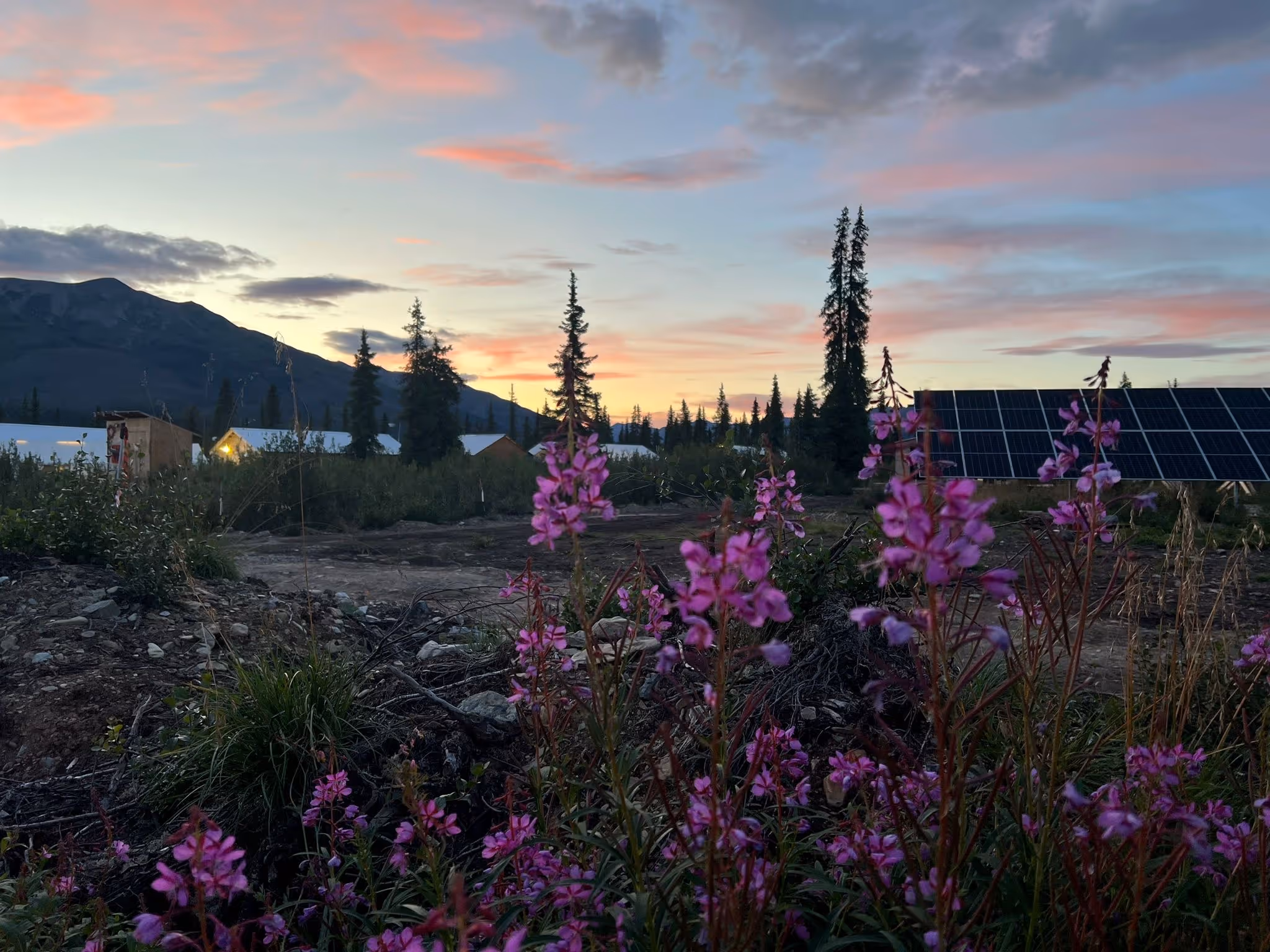 Pink Flowers with mountains and trees as background