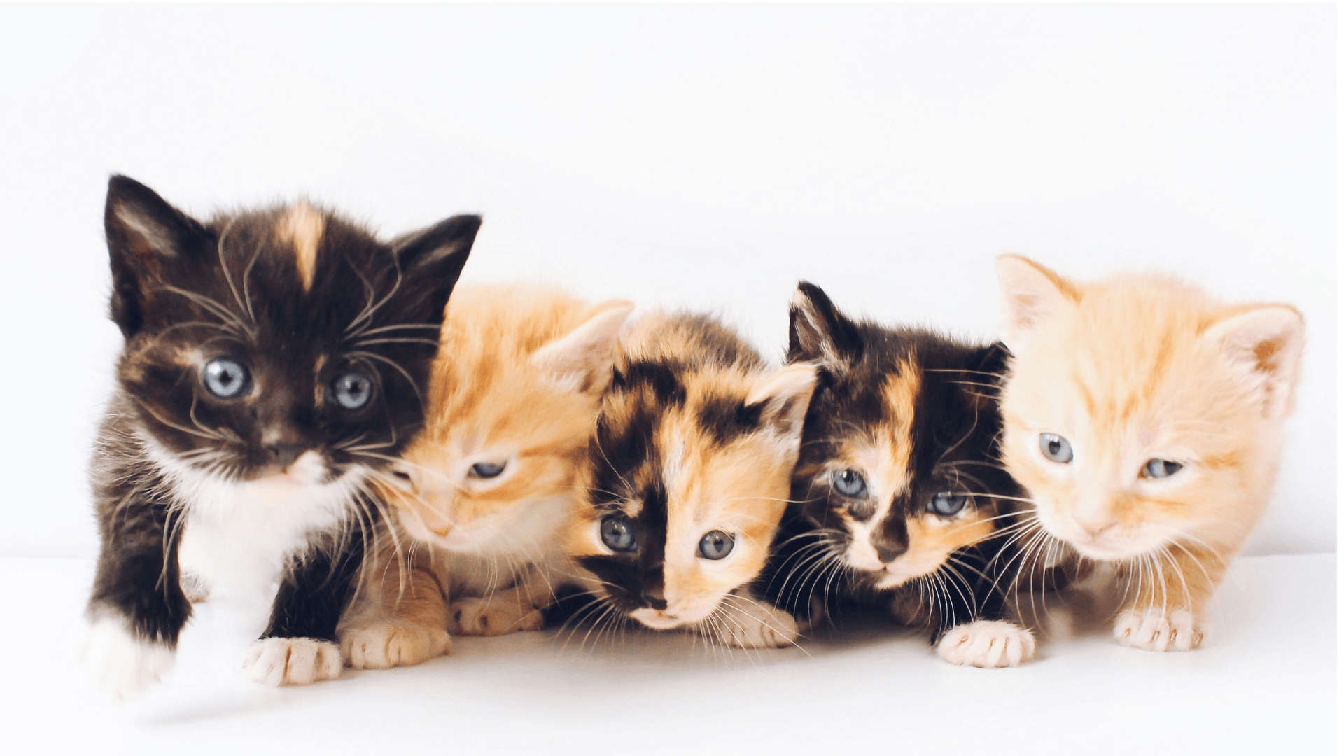 RescueNet360 Mission