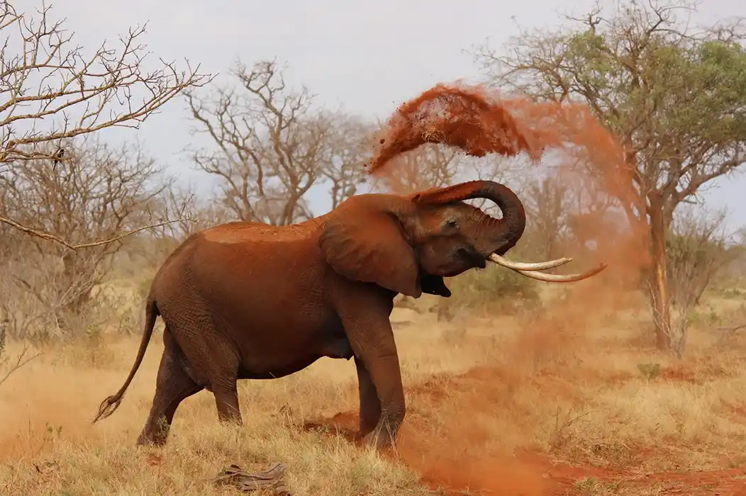 Meet The Animals Of This Region