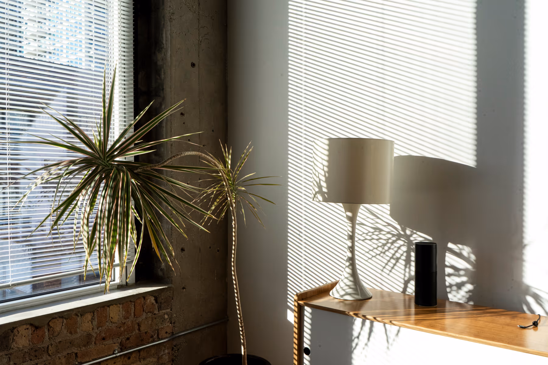 Indoor scene with a dracaena plant near a window with blinds casting shadows on a lamp and smart speaker placed on a wooden surface.