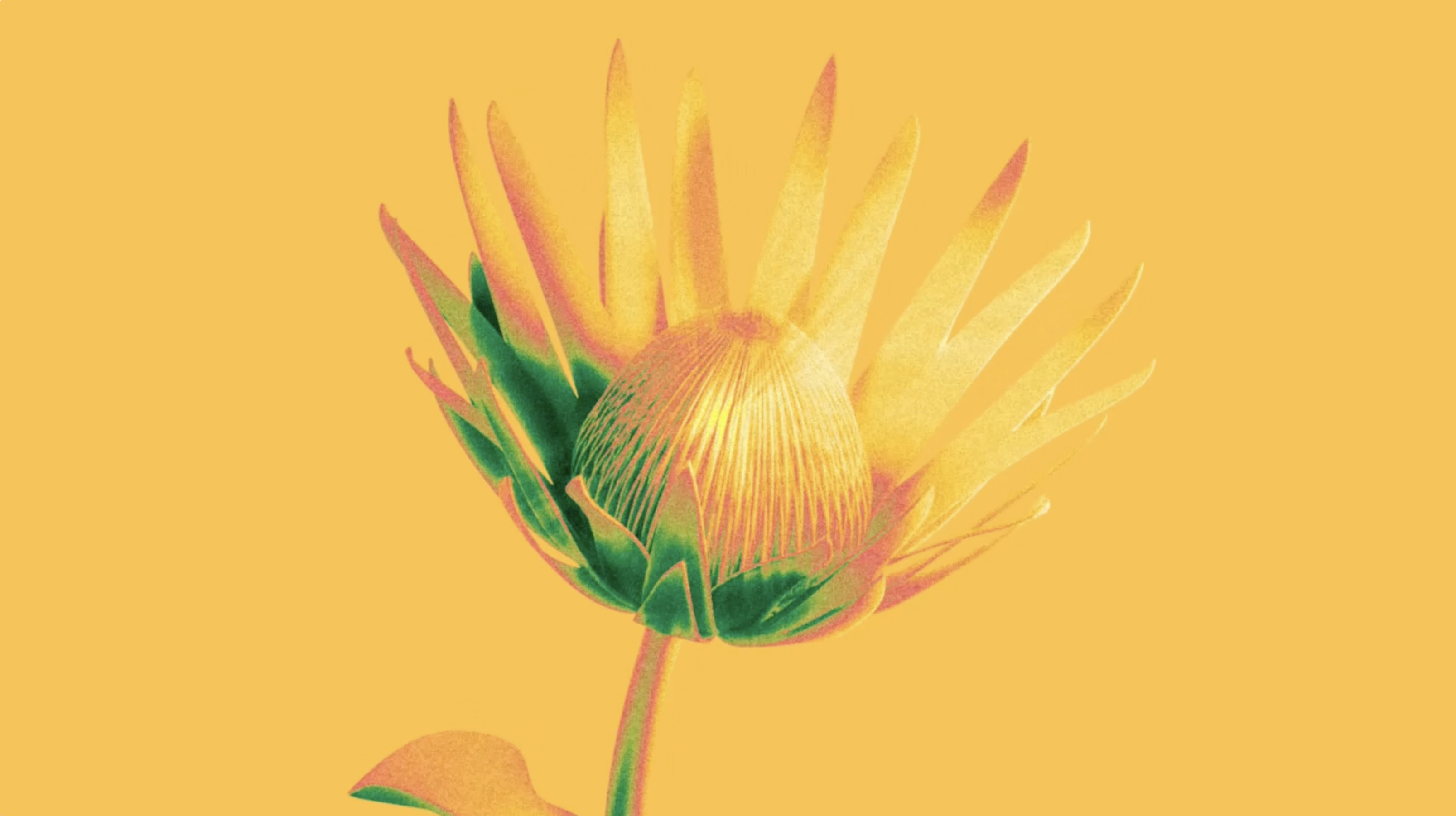 Close-up of a stylized yellow flower with green base on a yellow background.