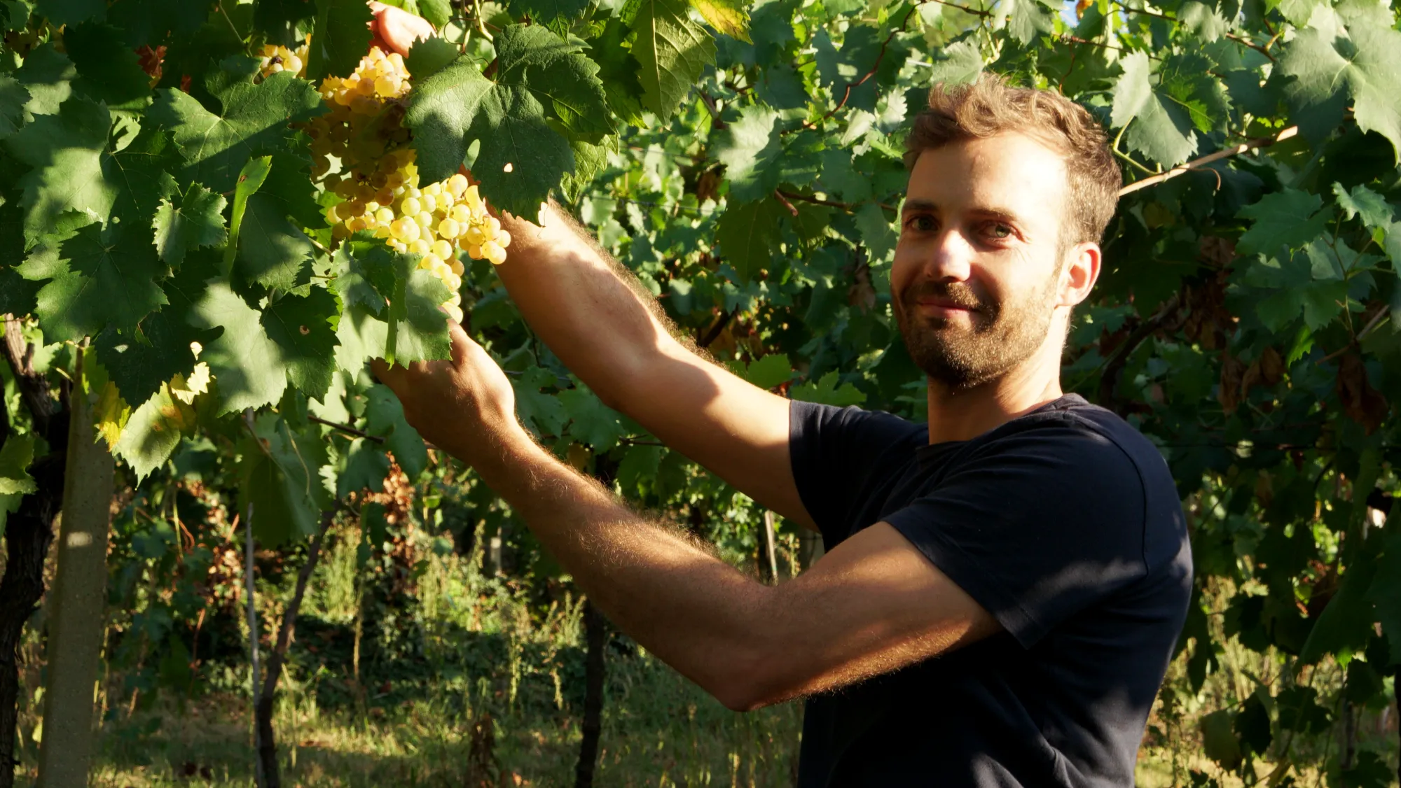 Foto di Nicola Menti nel vigneto
