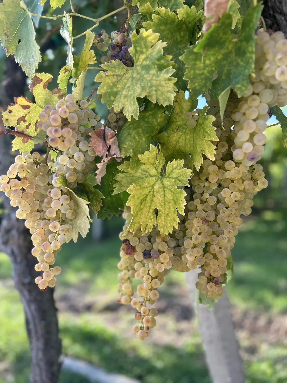 Vigneto Menti Vini