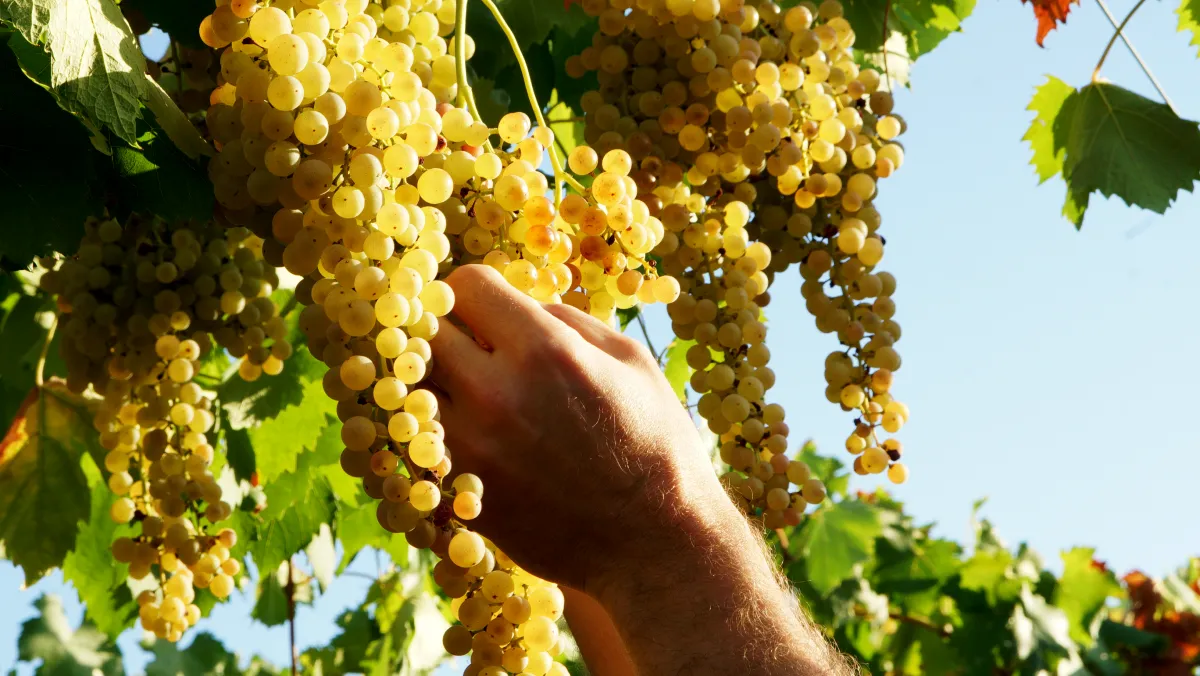 Uva Menti Vini