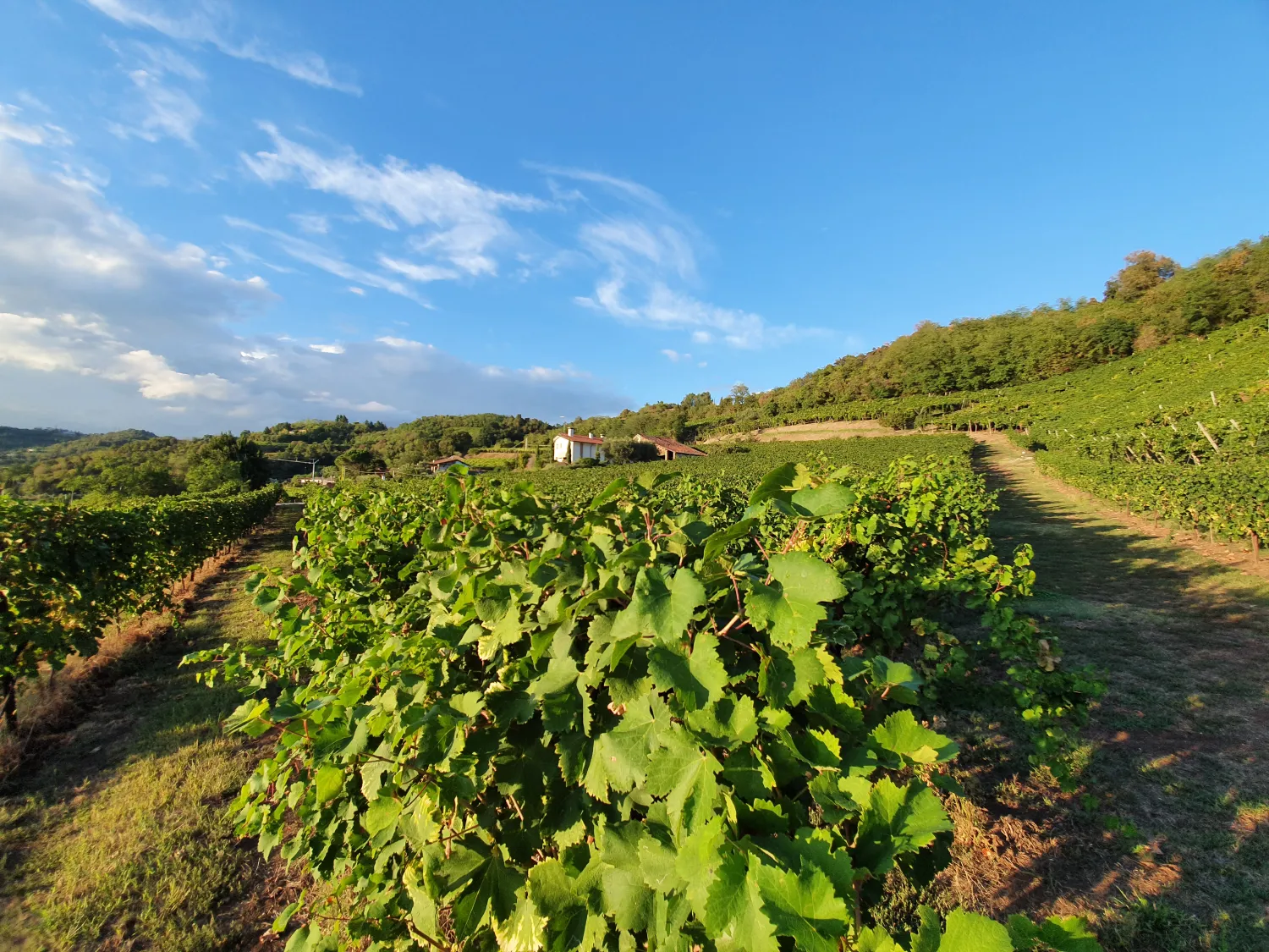 Vigneto Menti