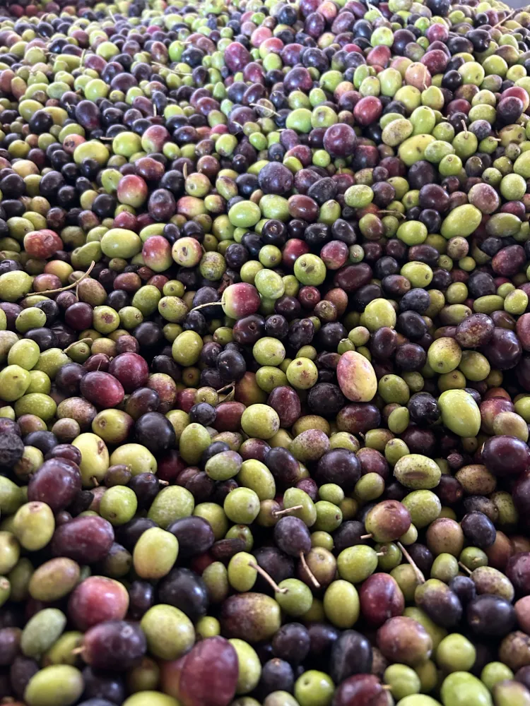 Olive Menti