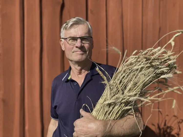 En man i blå pikétröja håller en stor bunt vete framför en röd vägg.