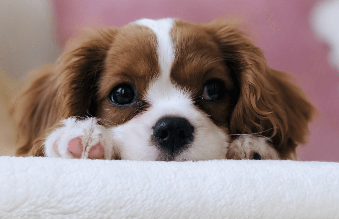 Cavalier King Charles Spaniel puppy resting on a soft surface, illustrating the impact of pets on indoor air quality.