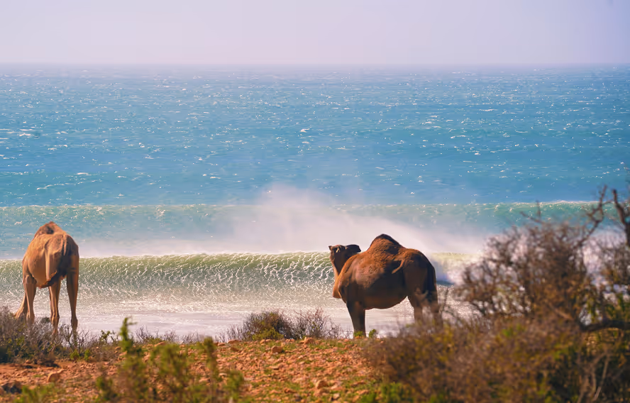 Camels walking along the beach near Salt House Morocco Surf Camp