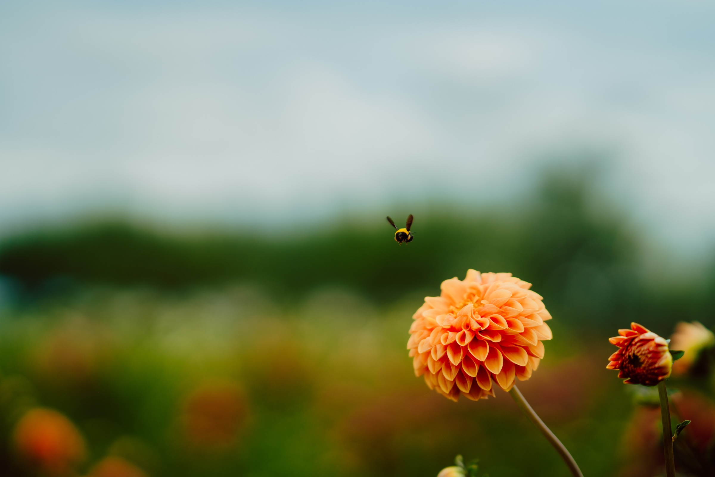 detalle de una flor naranja con una abeja en vuelo