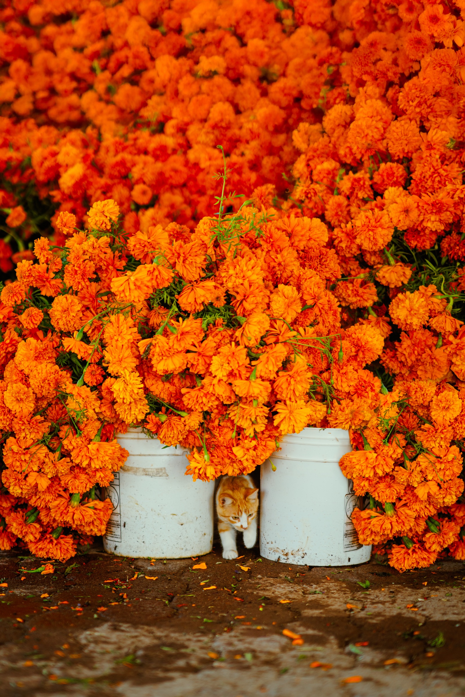 gato entre cubetas de flores de cempasúchil naranjas