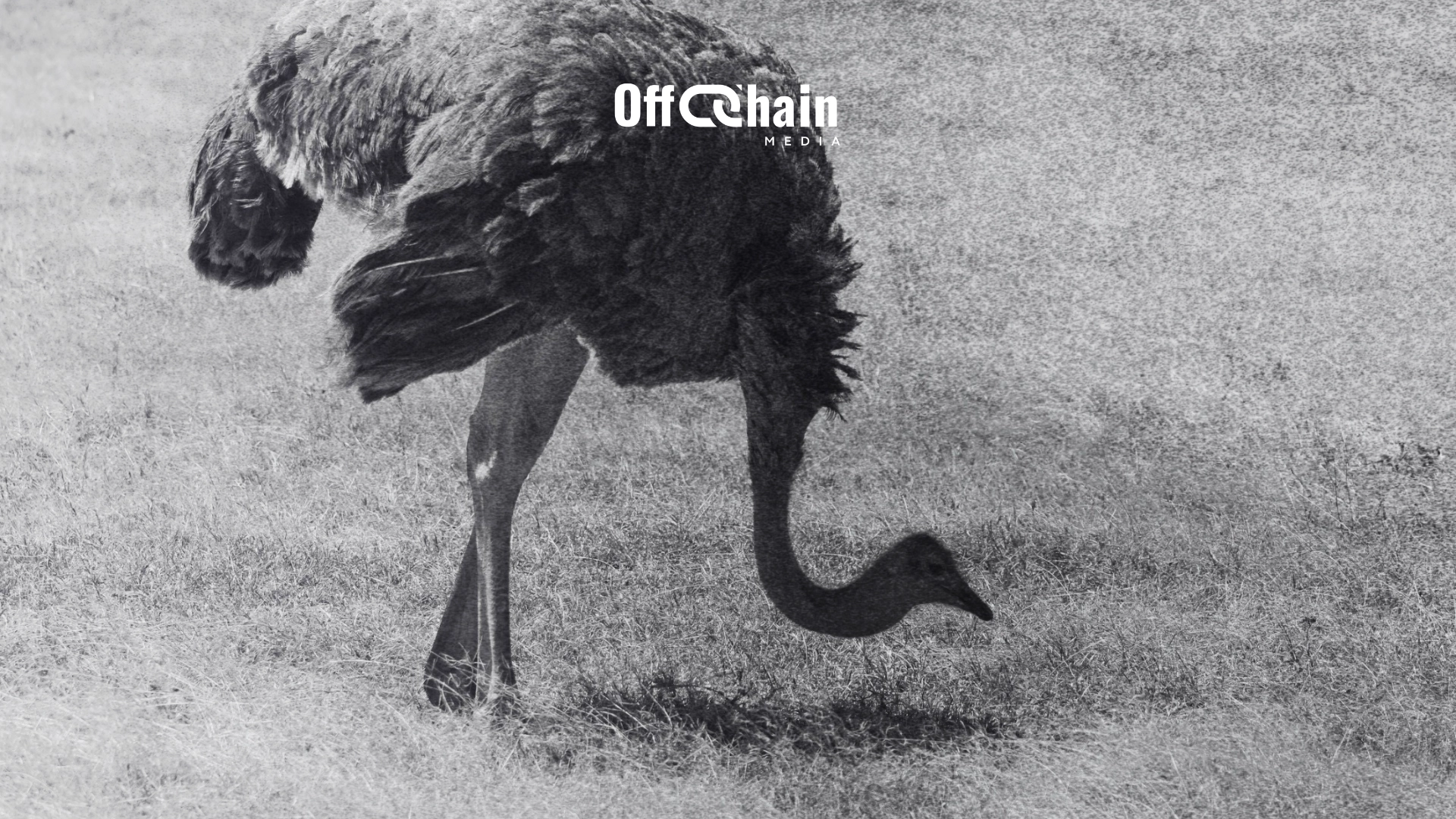 Nostr: a truly decentralized social network that makes Web3 obsolete