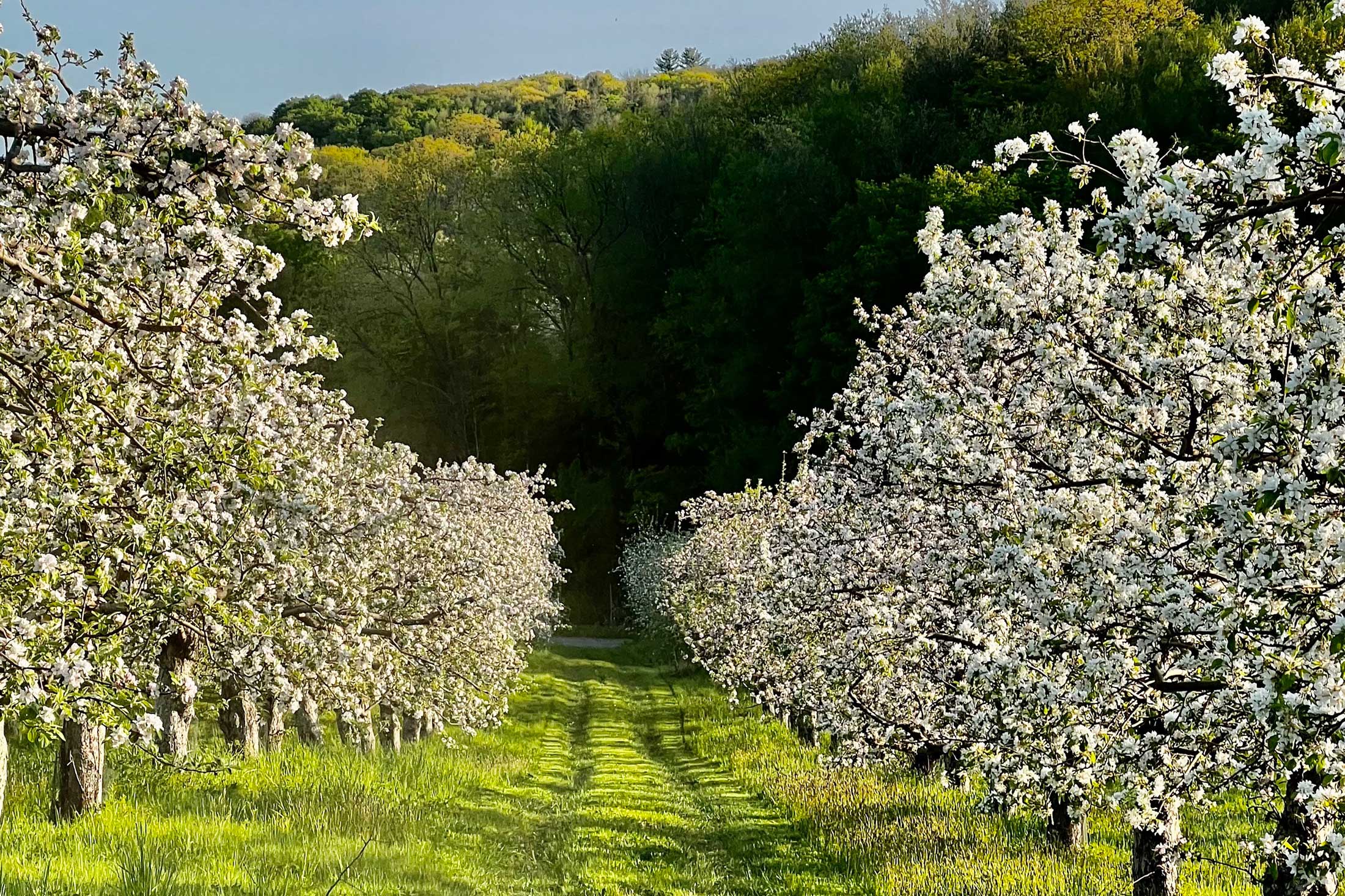 In New England, apple picking isn’t just an activity, it’s a seasonal rite of passage.