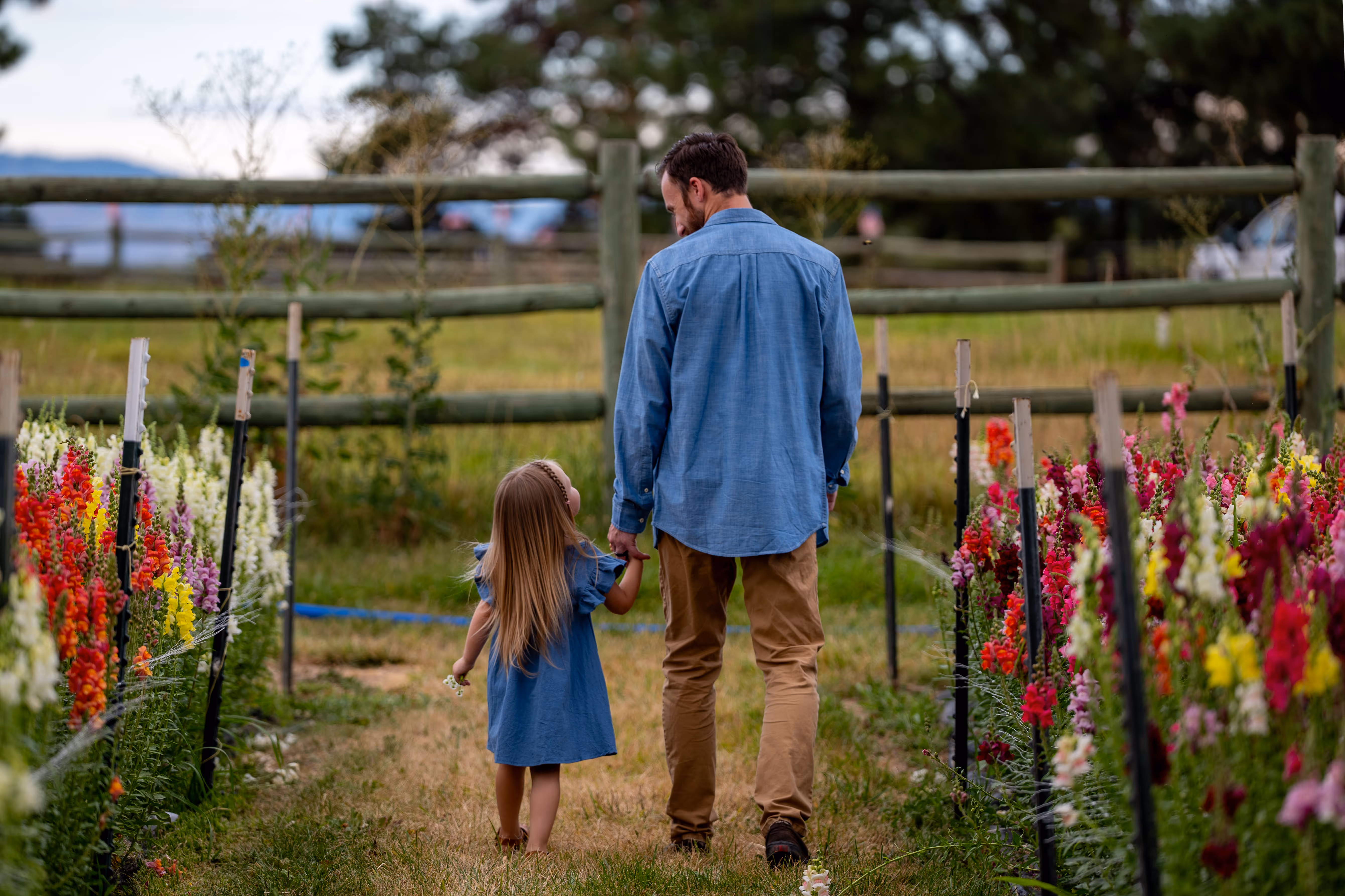 A father and daughter walking through a flower field.