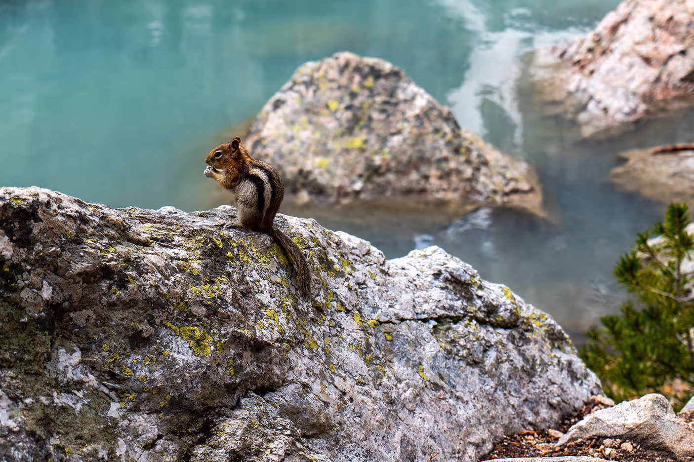 A squirrel eating food at Delta Lake