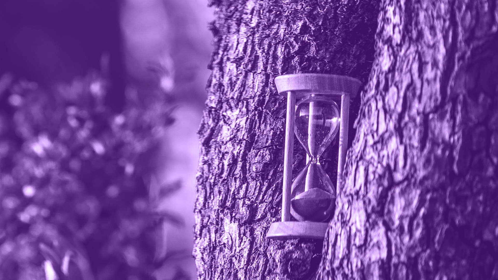A hourglass in a tree
