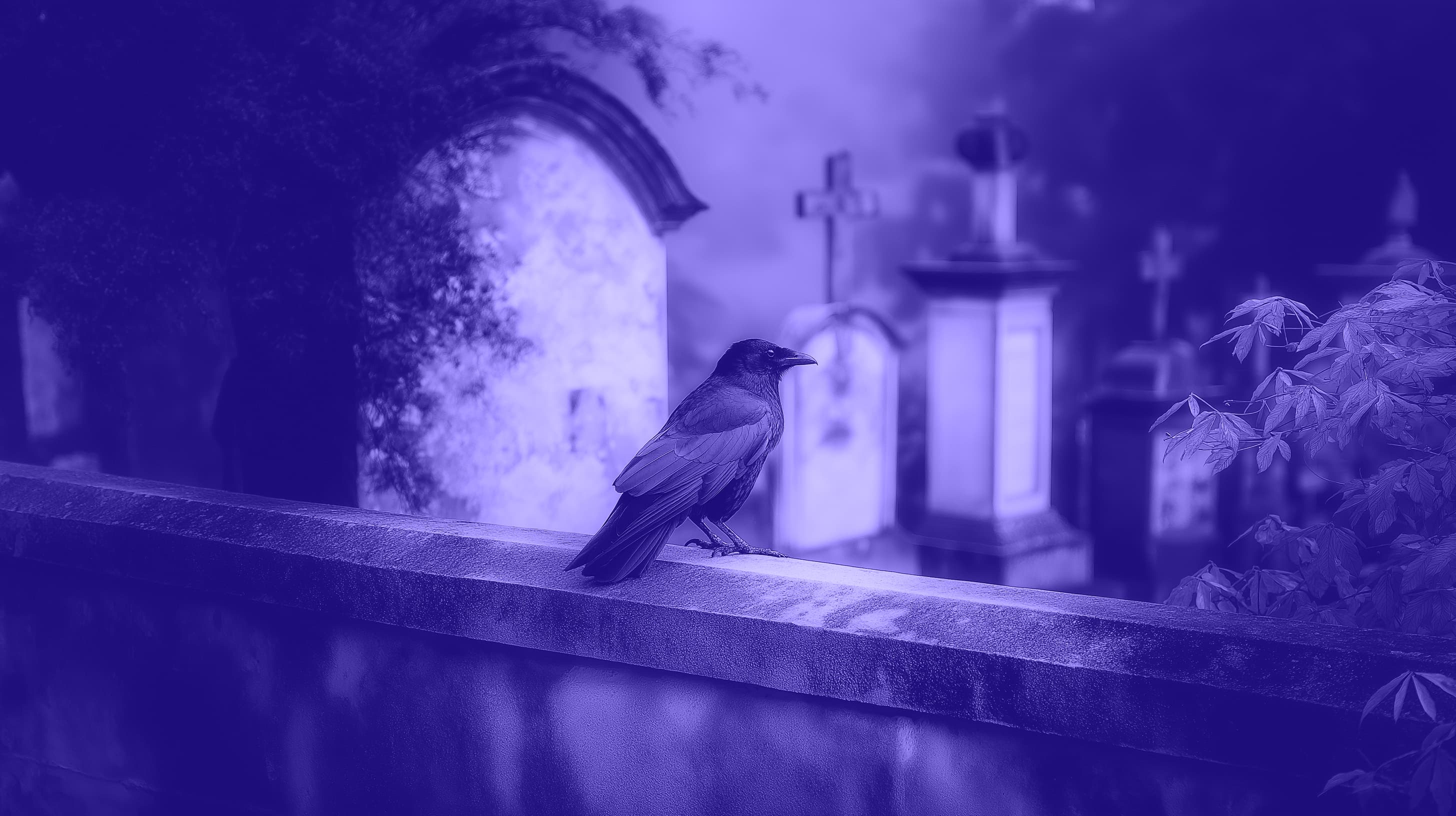 A crow in a cemetery