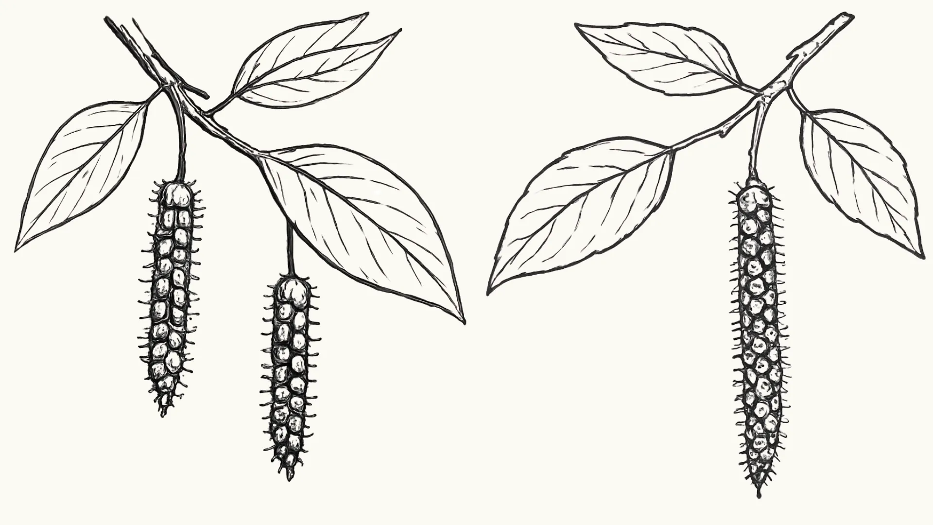 Pollenallergi påverkar huden och kan göra den känsligare. Illustration, björkpollen, krämfärgad bakgrund.