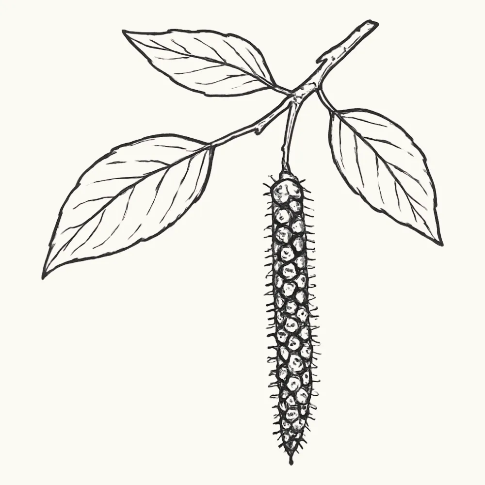 Pollenallergi påverkar huden och kan göra den känsligare. Illustration, björkpollen, krämfärgad bakgrund.