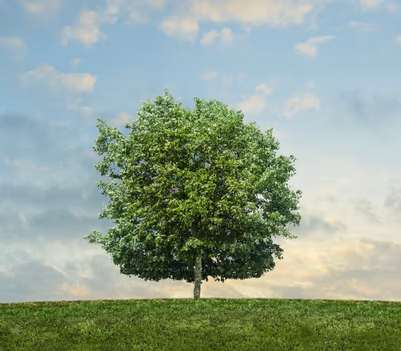 Green tree under a clear blue sky symbolizing non-toxic, eco-friendly cleaning and a safe, natural home environment.
