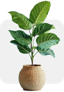 plant 