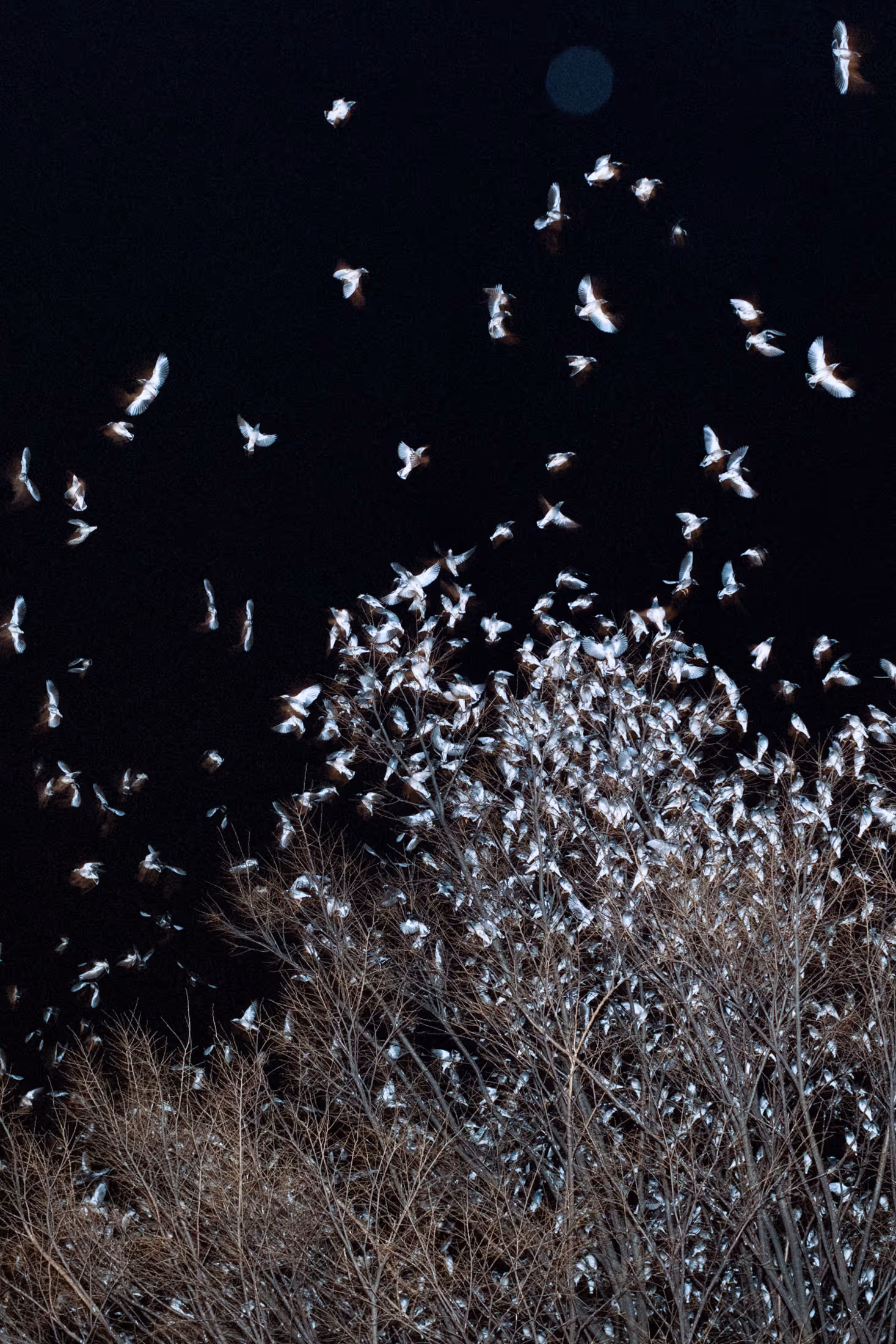 A large flock of white birds perched on and flying above bare tree branches against a dark night sky.