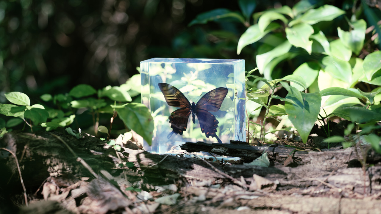 Black butterfly encased in a clear rectangular block placed on forest floor among green leaves and sunlight.