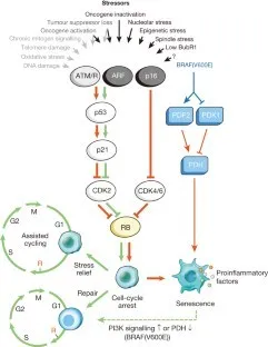 extended data figure 1, Picture