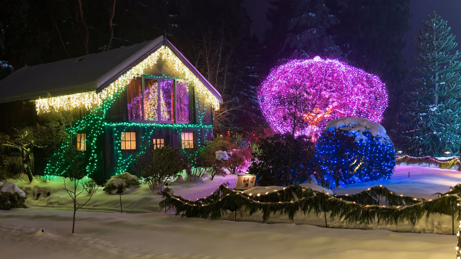 A house decorated with vibrant Christmas lights, featuring green lights wrapping around the windows and purple lights illuminating a large tree in the yard. The snow-covered ground and colorful lights create a cheerful, festive ambiance