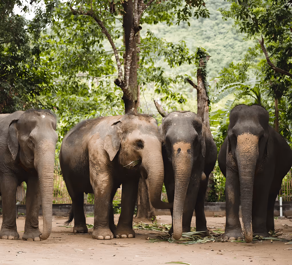 elephant jungle