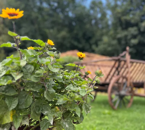Wunderschöner SChimmel auf Sommerkoppel im Hofgut Suesser Grund