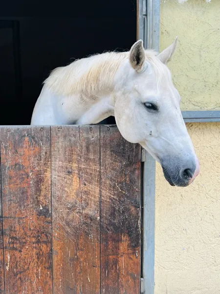 Glückliches Pferd in einer Aißenbox mit großem Fenster auf dme Hofgut süßer Grund
