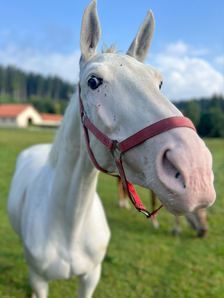 Neugieriges Pferd auf der Koppel auf dem Hofgut Süßer Grund